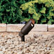 Independence 12 Textured Architectural Bronze Landscape 12V Accent