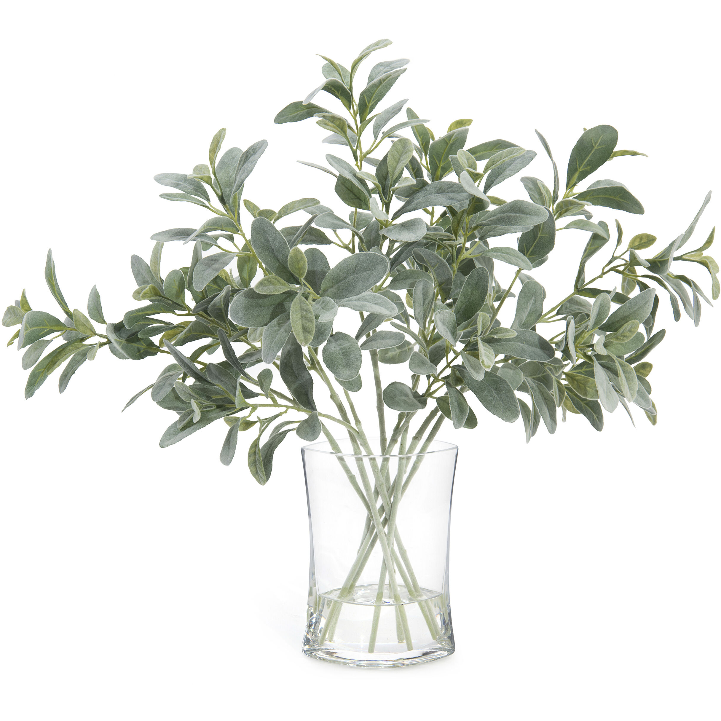 Lambs Ear Decorative Plant