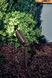 Independence 12 35.00 watt Textured Architectural Bronze Landscape 12V Accent in Single